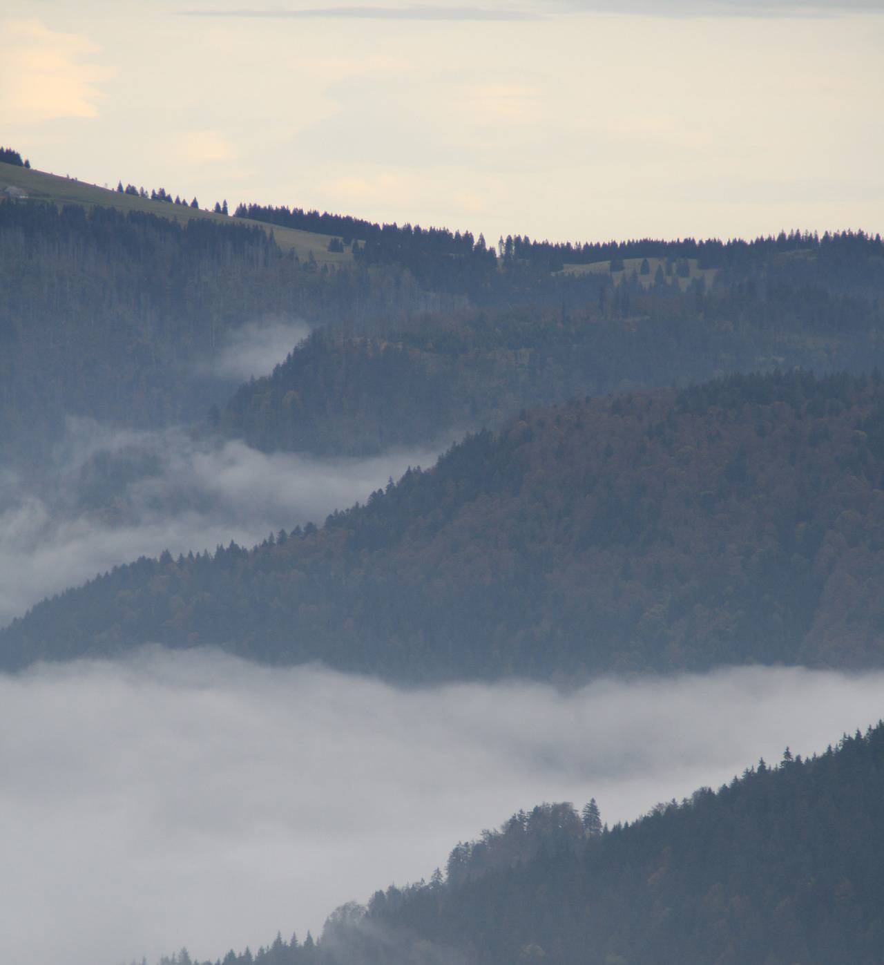 Nebel im Schwarzwald