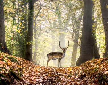 Hirsch steht auf Waldweg